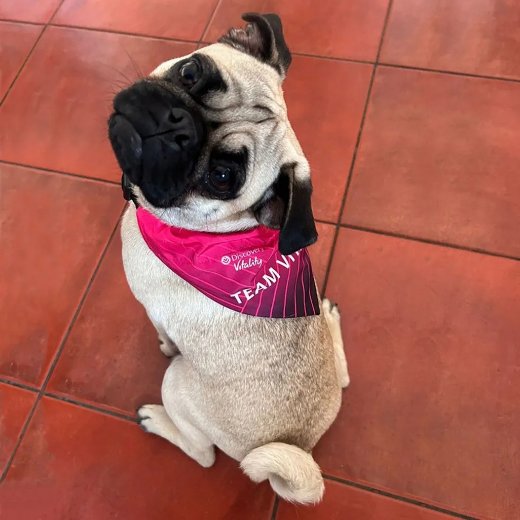 doggy-bandana